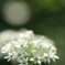 韮の花
