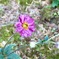 I庭の秋明菊
