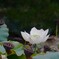涼やかな花