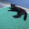 野良猫