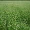 沿線のそばの花