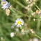 近所の花