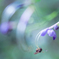 花粉を食べる蜂のような虫