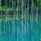白金 青い池