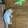 我が家の人気者