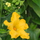 夏の朝の花～６