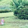 野生の遊具