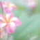 「コイワズライ」