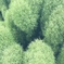 ホウキギ