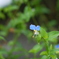 つゆ草