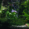 Nature{aqua]