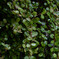_1069981_DxO