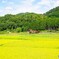 甲賀14(滋賀)