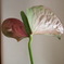 花のうらおもて