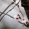 Winter Cherry