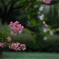 雨上がり①