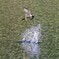 ハヤブサに襲われるヤマセミ