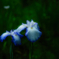 菖蒲