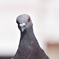 鳩「お前ネットで俺の事バカにしたよな？」