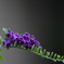 街の花