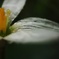 蕊の集結