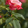 夏の薔薇