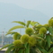 P1380930　7月の栗