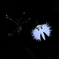 さぎ草 5