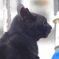 黒猫