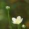 梅鉢草