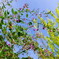 Yamahagi Flower