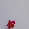 紅い花…涙。