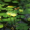 輝く花たち