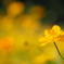 Yellow cosmos