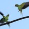 今朝のワカケホンセイインコ