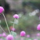 於大公園