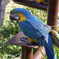 いつかのインコさん