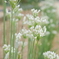 にらの花