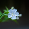 白い可憐な花