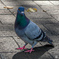 イケメンな鳩