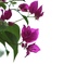 夏の花