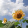 Last Sunflower