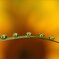 beautiful drops