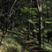 登山道