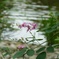 ハギの花