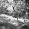 「夏公園」 (film)