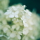 紫陽花に寄せる想い 補遺 3