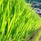 田園