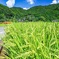 田園