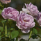 紫の薔薇